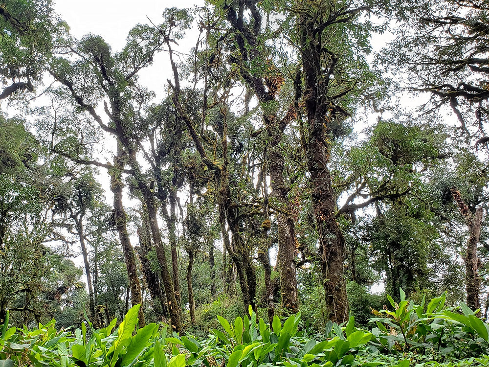 Lai Châu Deep Forest Green Tea