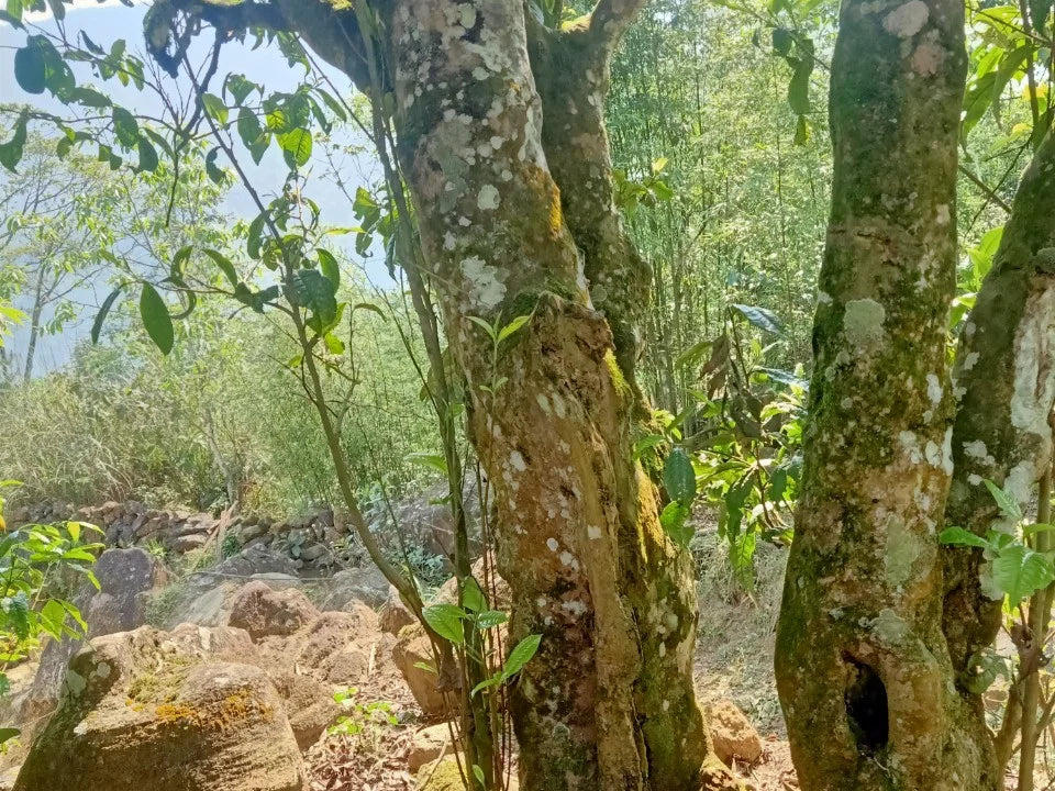 Lai Châu Secret Forest Black Tea